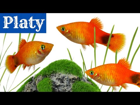 Platy fish — návod pre začiatočníkov, nastavenie akvária