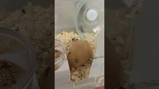 訳ありでハムスターを預かりました🐹　part 2