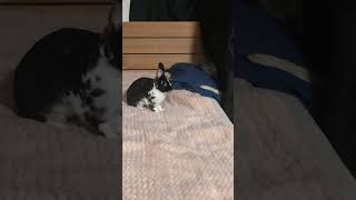 元気なウサギ#うさぎ #可愛いうさぎ