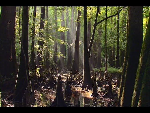 הגיית וידאו של tupelo tree בשנת אנגלית