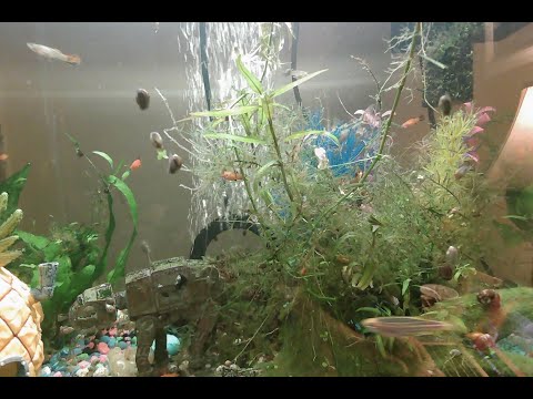 Relaxing Live Aquarium Stream - 20 Gallon Tropical Freshwater Community Fish Tank Background =)