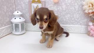 ハーフ犬の動画01