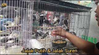 Download lagu STOK BANYAK YA UNTUK JALAK PUTIH DAN JALAK SUREN || KIOS MAS YANTO KEBAYORAN LAMA mp3 Download lagu STOK BANYAK YA UNTUK JALAK PUTIH DAN JALAK SUREN || KIOS MAS YANTO KEBAYORAN LAMA mp3