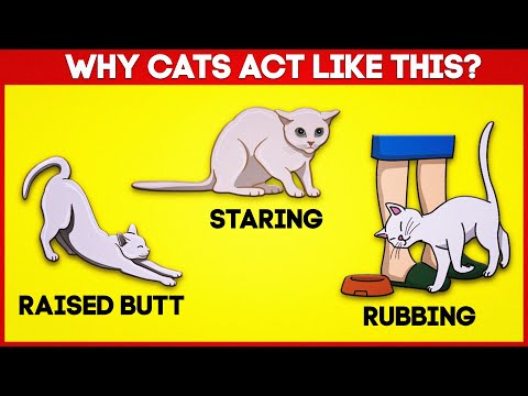 12 Strangest Cat Behaviors FINALLY Explained