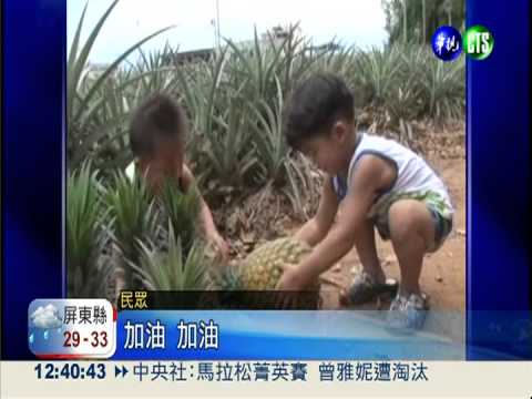 比嬰兒重3倍! 9公斤巨無霸鳳梨