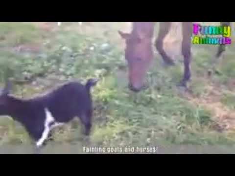 Best of Fainting Goats - Funny Goats Videos 2019