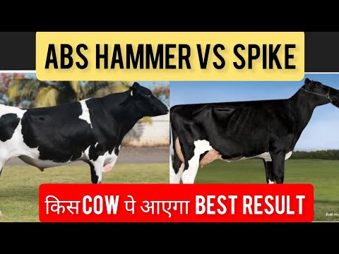 ABS HAMMER VS ABS SPIKE🐄कौन  सा BULL क्या IMPROVE करेगा 🐄FULL COMPARISON🐄IMPORTED HF BULL#mannfarms