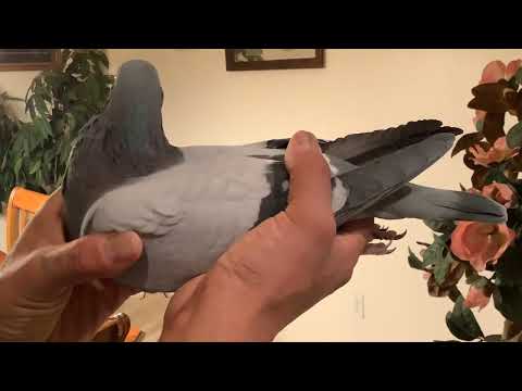 Macho Janssen Van Loon Grondelaers