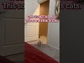 Cat call. This sound attracts cats. Did it work for you? #catsofyoutube #viral #fyp #cats