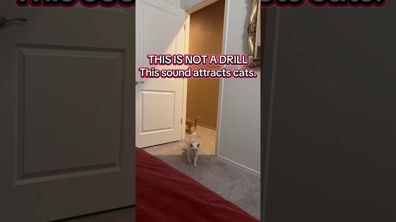 Cat call. This sound attracts cats. Did it work for you? #catsofyoutube #viral #fyp #cats
