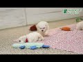 Bichon Frise dogs for sale: Pepper - Video 1