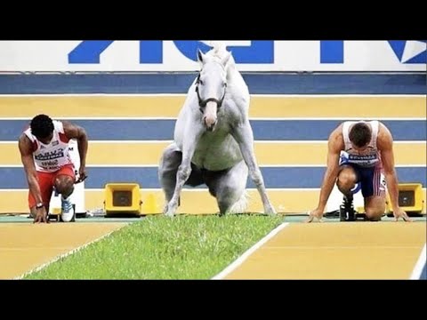 Les chevaux les plus drôles de la semaine - compilation de vidéos de chevaux drôles et mignons 2024