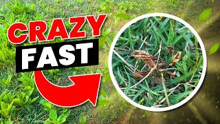 Testing 4 Powerful Herbides on TOUGH Weeds