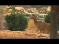 Africa Tram Safari