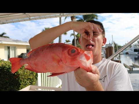 download lagu mp3 mp4 Glass Eye Snapper Edible, download lagu Glass Eye Snapper Edible gratis, unduh video klip Glass Eye Snapper Edible