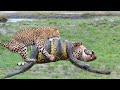 Leopard and python caught in a death match in a hair versus hair match video