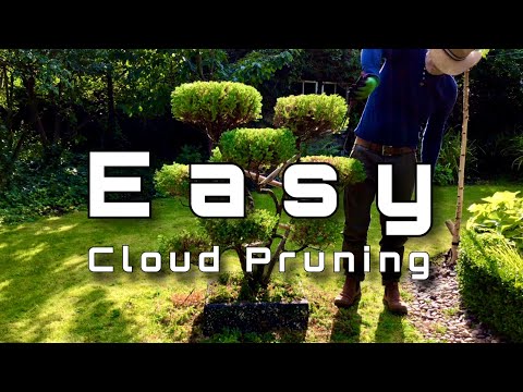 Cloud Tree Pruning: how my cloud tree came to be ? #cloudtreetrimming #cloudpruning #topiarytree
