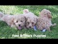 Havapoo dogs for sale: Annabelle Toy/M.👨‍👨‍👦‍👦💞🐕 - Video 1