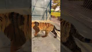 Download lagu #remix #music #dj #song #lion #newmusic #musicremix #tiger mp3 Download lagu #remix #music #dj #song #lion #newmusic #musicremix #tiger mp3