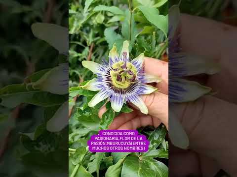 ¿Qué es la pasionaria y para qué sirve? Conoce todo sobre esta flor🌺🌺👩‍🌾