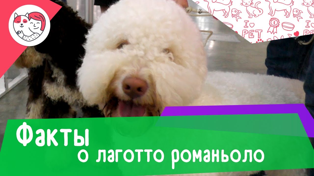 6 интересны фактов о лаготто романьоло