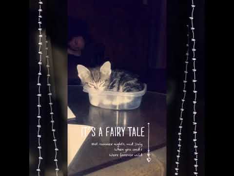 R.I.P Young Kitty 😭😞