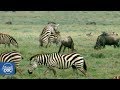 Serengeti National Park Part 3
