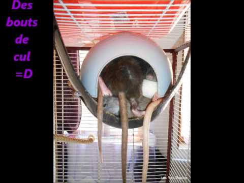comment prendre mon rat