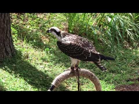 Osprey Ambassador at Rehab