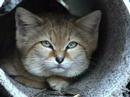 What is a SAND CAT???