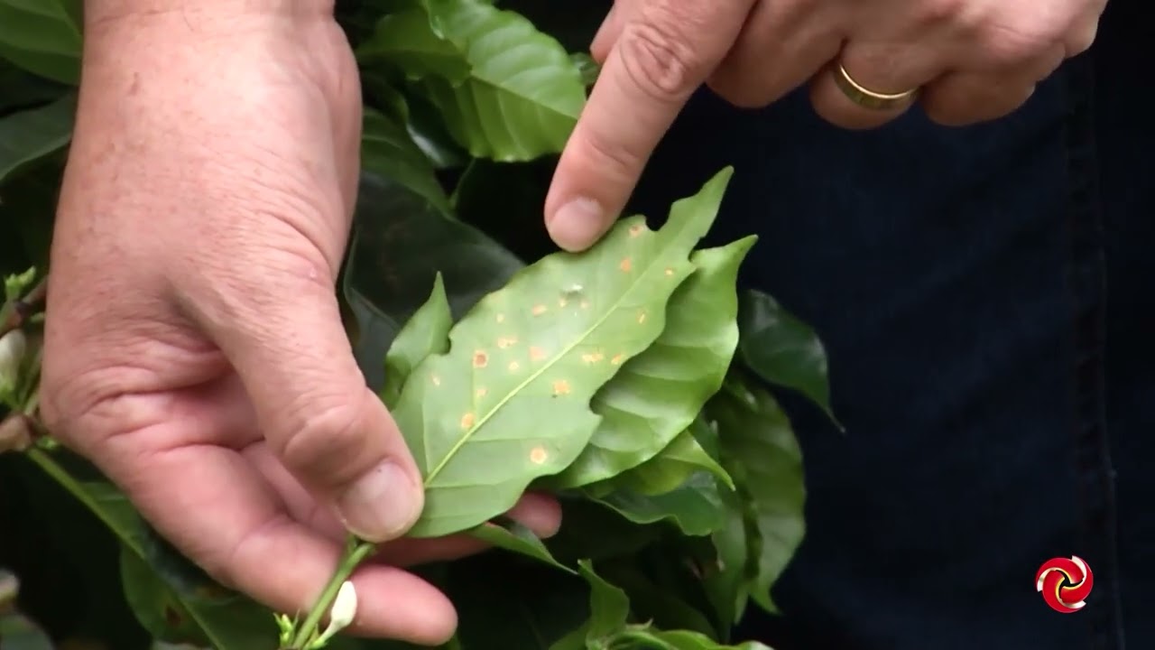 Nova variedade de café mostra resistência e bom desempenho no campo