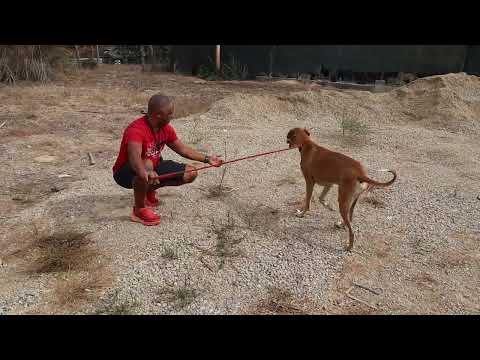 Vídeo de ENZO