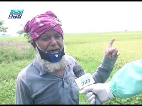 বাম্পার ফলনের পরও পাকা ধান ঘরে তোলা নিয়ে সংশয়ে কৃষক || ETV News