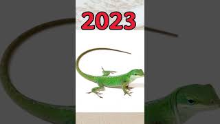 2023 Green anole vs 5000 bce Green anole