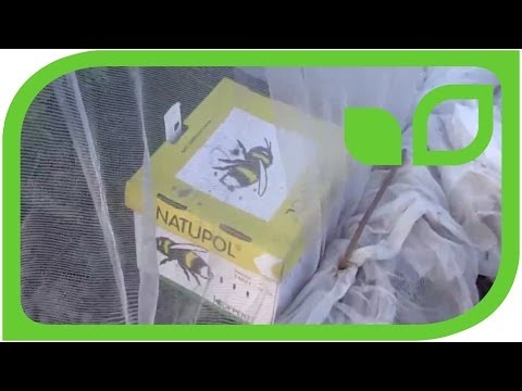 Breeding with bumblebees