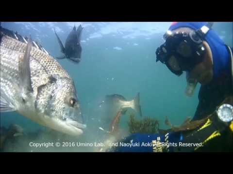 生物生産学科 Swimming behavior of  black sea bream