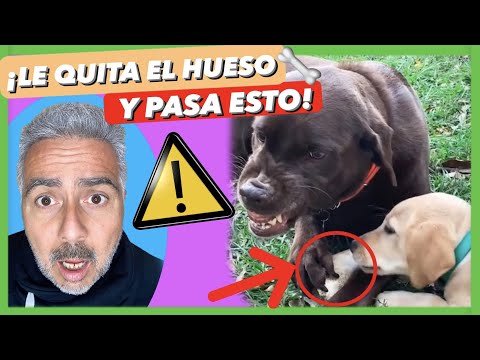¿DEBEMOS PERMITIR que un PERRO ADULTO CORRIJA a un CACHORRO? 🤔 | ¡TE SORPRENDERÁ! 😱