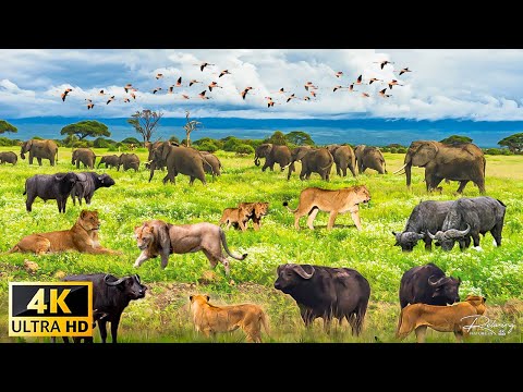 Experience the WILD Side of Africa