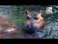 Baby Hippo Fiona Is 6 Months Old Cincinnati Zoo