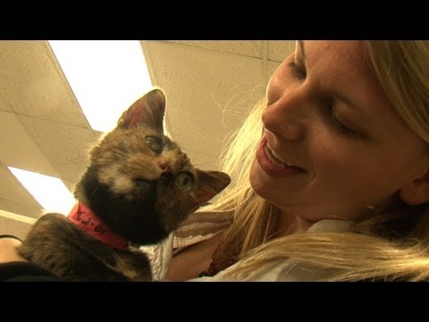 550 Cat Adoption Event