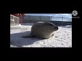 Dumb seal video I made, not the seal bit, duh