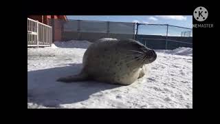 Dumb seal video I made, not the seal bit, duh