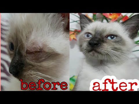 Treating a Cat or Kitten Eye infection at home