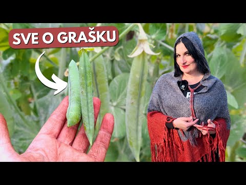 EVERYTHING You Need to Know About Sowing PEAS