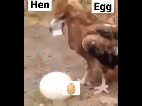 #hen #henegg #shorts #video #viral #ytshorts @A2 short videos