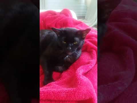 13 year old kitty kitten cat enjoying the day yawning no teeth lol she's old ;)