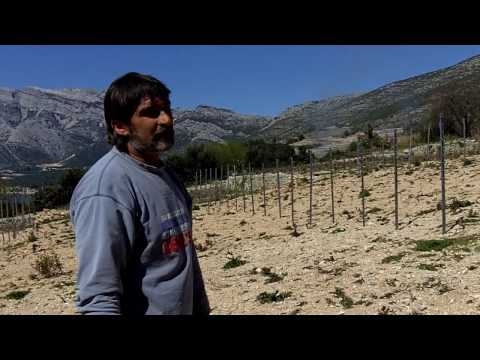 Croatian Vineyard Manager Talks Phylloxera with Sommelier Leslee Miller