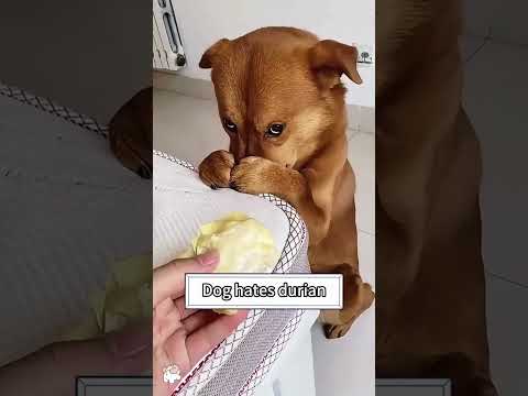 Le chien le plus hilarant et le plus mignon