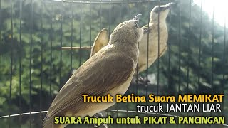 Download lagu Trucuk Betina Memanggil Jantan Alam Liar  Suara Ampuh untuk pikat trucukan Gacor CEPAT NYAMBAR mp3 Download lagu Trucuk Betina Memanggil Jantan Alam Liar  Suara Ampuh untuk pikat trucukan Gacor CEPAT NYAMBAR mp3