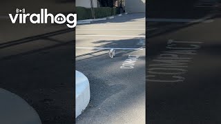 Stray Kitten Runs To Meowing Person || ViralHog